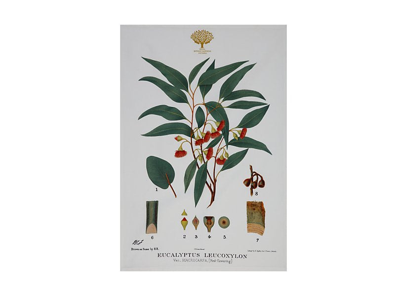 Royal Botanic Gardens Australian Botanics Tea Towel 50x70cm Flowering Gum