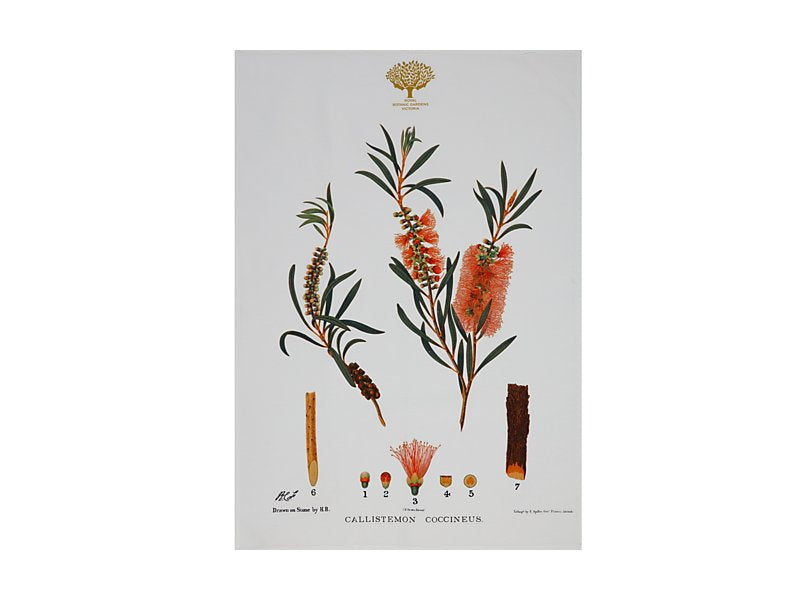 Royal Botanic Gardens Australian Botanics Tea Towel 50x70cm Bottlebrush