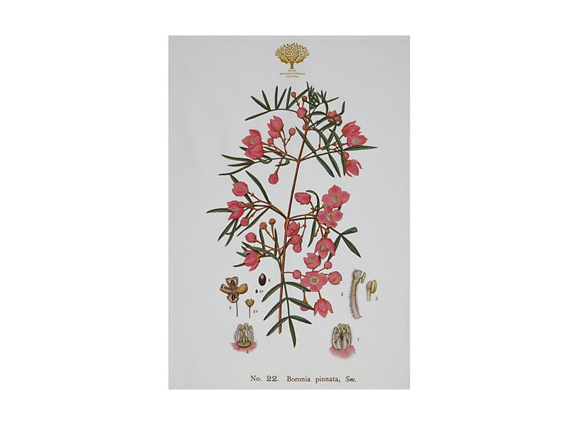 Royal Botanic Gardens Australian Botanics Tea Towel 50x70cm Boronia