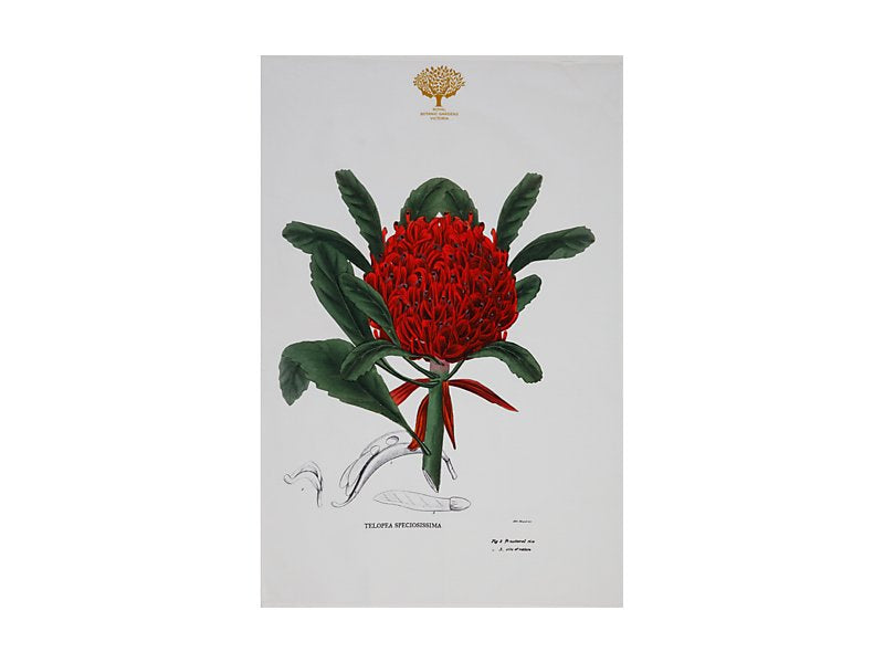 Royal Botanic Gardens Australian Botanics Tea Towel 50x70cm Telopea