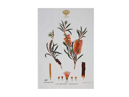Royal Botanic Gardens Australian Botanics Tea Towel 50x70cm Bottlebrush