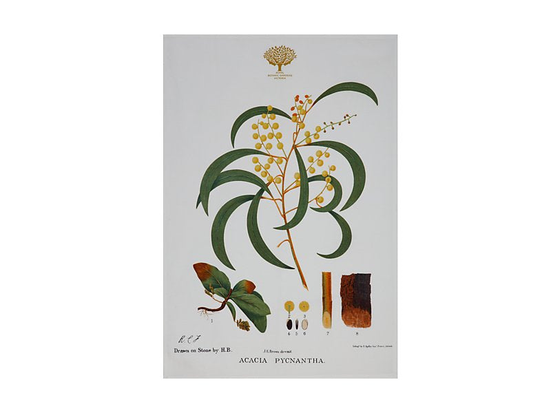 Royal Botanic Gardens Australian Botanics Tea Towel 50x70cm Wattle